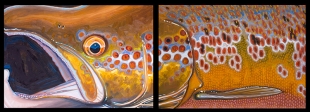 atlanticsalmon1