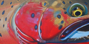 cutthroat_blue_spot_lg