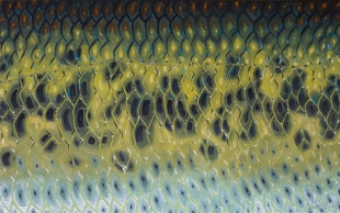bass_flank