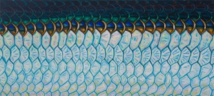 tarpon_flank_3