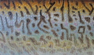 tiger_musky