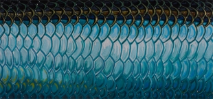 tarpon-flank-keys