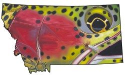 Montana Rainbow Trout Cutout Decal