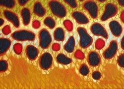 Abstract Flank – Brown