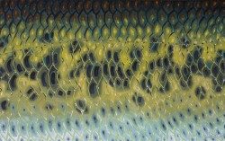 Bass Flank