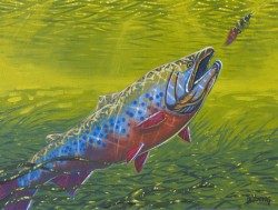 Brookie on Leech