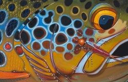 Brown Trout – Rubberlegs
