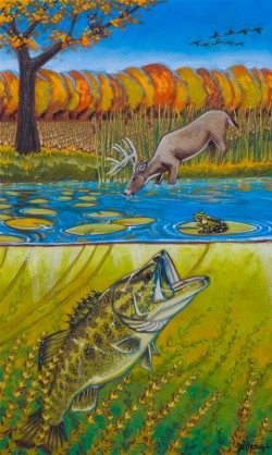 Michigan Wildlife