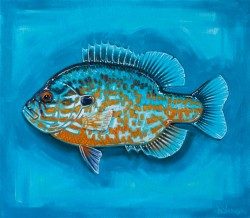 Pumpkinseed on Blue