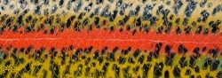 Rainbow Flank Oar Wrap Kit