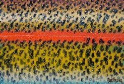 Abstract Rainbow – Flank