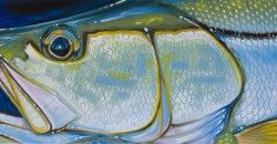 Snook