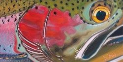 Steelhead – Horizon Eye