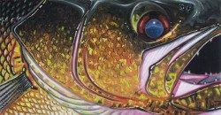 Walleye