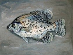 Crappie