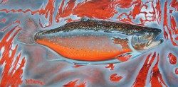 Brookie in Shallows