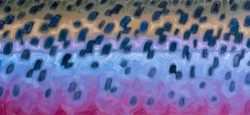 Abstract Rainbow Flank – Purple