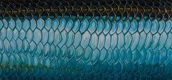 Tarpon Flank – Boat