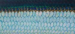 Abstract Tarpon Flank – Sunlight