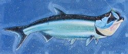 Tarpon in Water