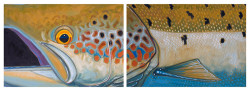 Atlantic Salmon 2