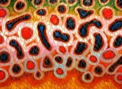 Abstract Brown Flank – Red Spots