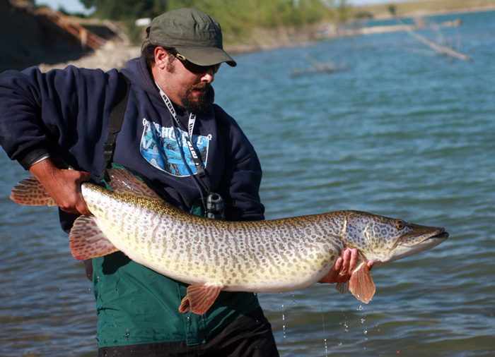 Derek catches unofficial state record Tiger Musky (52 inches) and